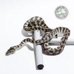 Axanthic Jag 14M1.jpg
