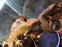 SKINK #3.jpg