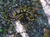 104-2016 double het Albino Pied male #2 80 gm $100.00.jpg