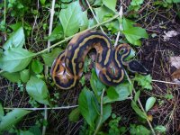 82-2016 Pied female #1 50 gm $490.00.jpg