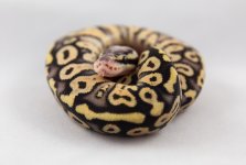 Super Pastel Het Clown.jpg