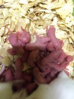 pink mice.jpg