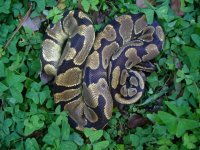 55-Proven breeder Enchi het Hypo male #91 1000 gm $200.00.jpg