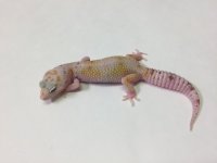 sunglow albino tremper.jpg