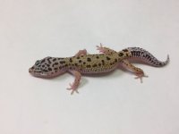 PATTERNLESS STRIPE W:Y LEOPARD GECKO- #R-R10-80316-1.jpg