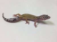 HYPO MACK SNOW LEOPARD GECKO - #R-G11-72516-1.jpg