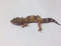 hypo albino.jpg