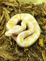 albino ball .jpg