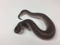AXANTHIC PIN 2.jpg