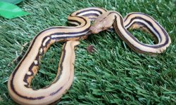 B-042 Candy Cane Tiger PHA.jpg
