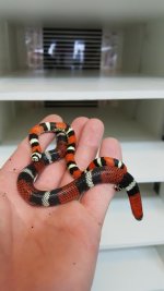 Normal and hypo-e.jpg