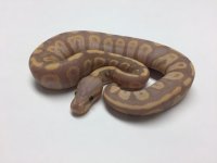BANANA CHOCOLATE BALL PYTHON - FEMALE #20162F01.jpg