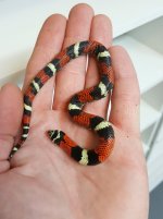 Feeding Female 4.jpg