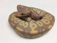 BANANA CHOCOLATE BALL PYTHON - MALE #20162M01.jpg