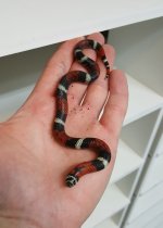 Feeding Female 2.jpg