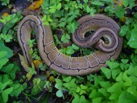 75-2014 Pinstripe het Albino female #1 400 gm $200.00.jpg