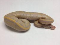 banana chocolate pinstripe male 2.jpg