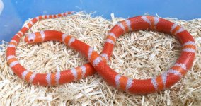 2016-tangerine-albino-male-27.jpg