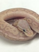 ENCHI PEWTER BANANA BALL PYTHON MALE #2016M001.jpg