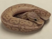 ENCHI PEWTER BANANA BALL PYTHON MALE #2016M001-1.jpg