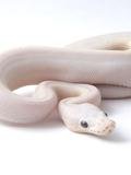 blue eyed leucy pastel male.jpg