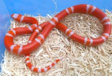 2016-tangerine-albino-female-32.jpg