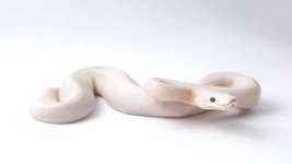 blue eyed pastel1.jpg
