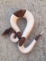 black pastel pied male 2.jpg