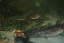 DSC_0033.jpg