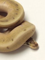 super enchi spinner lesser.jpg