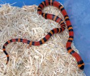 2016-tangerine-het-albino-female-25.jpg