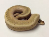 super enchi spinner lesser 1.jpg