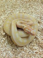 albino carpet 1.jpg