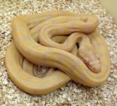 albino male 1.jpg