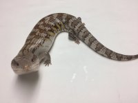 NORTHERN BLUE -TONGUED SKINK- #NB08-1.jpg