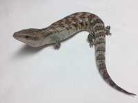 NORTHERN BLUE -TONGUED SKINK- #NB08.jpg