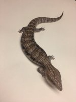 NB12.jpg