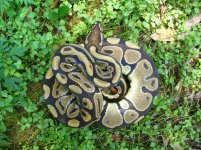 77-CR Adult male #106 1100gm $35.00.jpg
