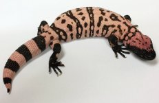 yr2008+Adult+Male+Utah+Banded+Gila+Monster+#B23.jpg