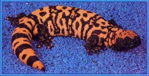 yr1993+Arizona+Reticulated+Gila+Monster-+Salmon-pink+color+phase.jpg