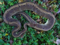 105-Proven breeder Pinstrpe male #22 1300 gm $120.00.jpg