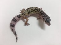 HYPO BOLD SNOW 1.jpg