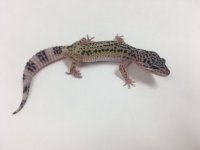 HYPO BOLD SNOW 2.jpg