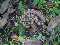 55-2016 Hypo male #1 50 gm $80.00.jpg