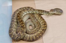 female-Merauke.jpg
