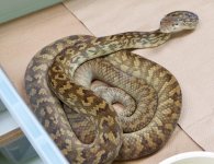 female-Merauke2.jpg