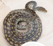 male-Merauke.jpg
