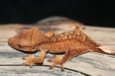 IMG_1419.jpg