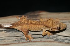 IMG_1801.jpg