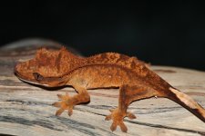 IMG_1946.jpg